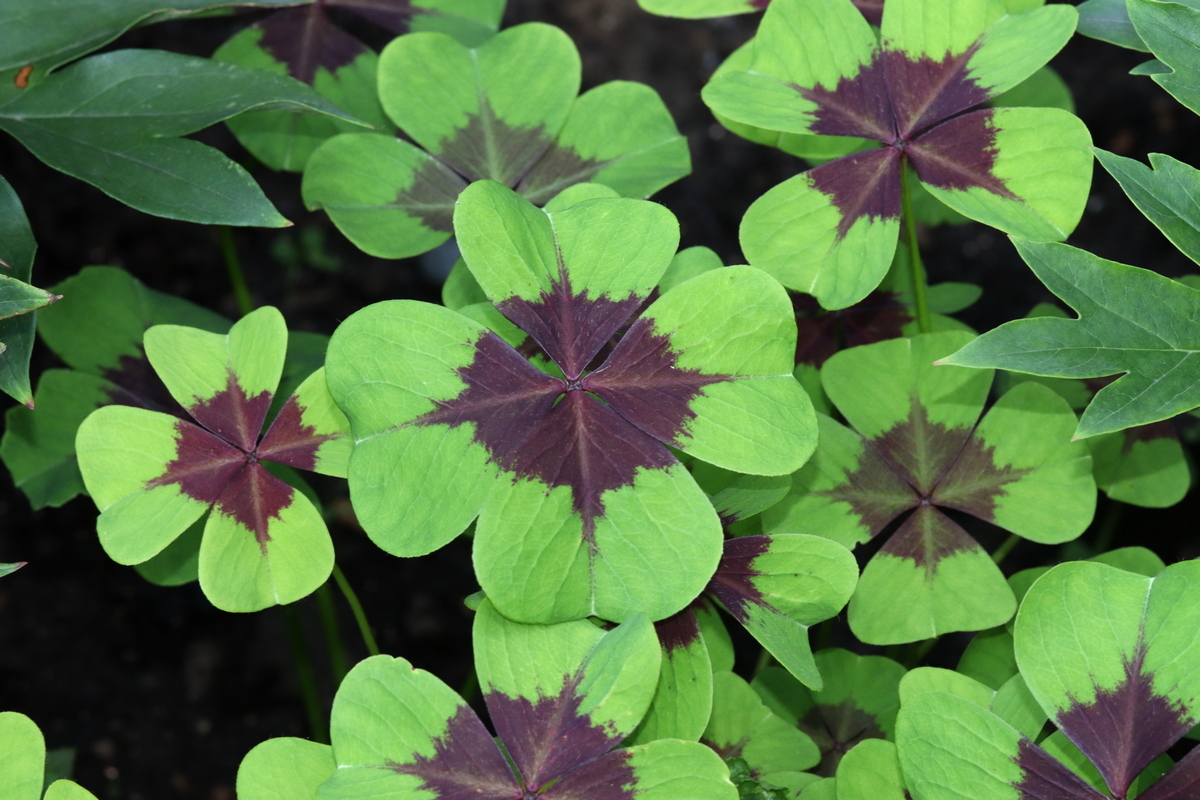 Изображение особи Oxalis tetraphylla.