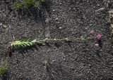 Silene compacta