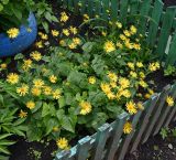 Doronicum orientale. Цветущие растения. Тульская обл., Богородицкий р-н, пос. Товарковский, цветник. 31.05.2026.