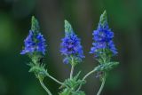 Veronica teucrium. Соцветия. Нижегородская обл., в культуре. 16.06.2026.
