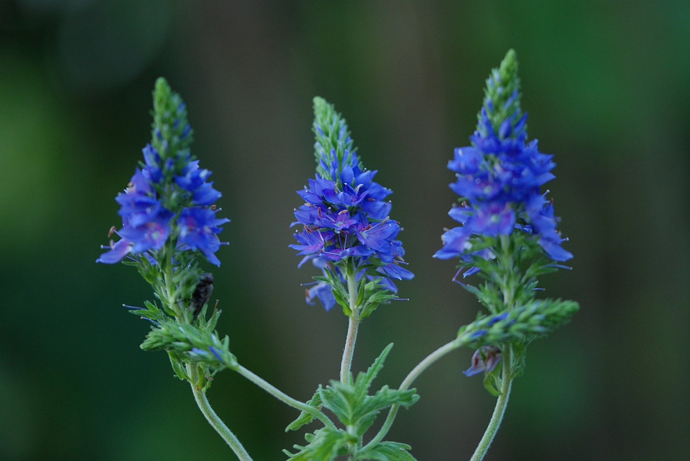 Изображение особи Veronica teucrium.