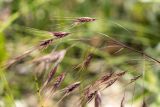 familia Poaceae