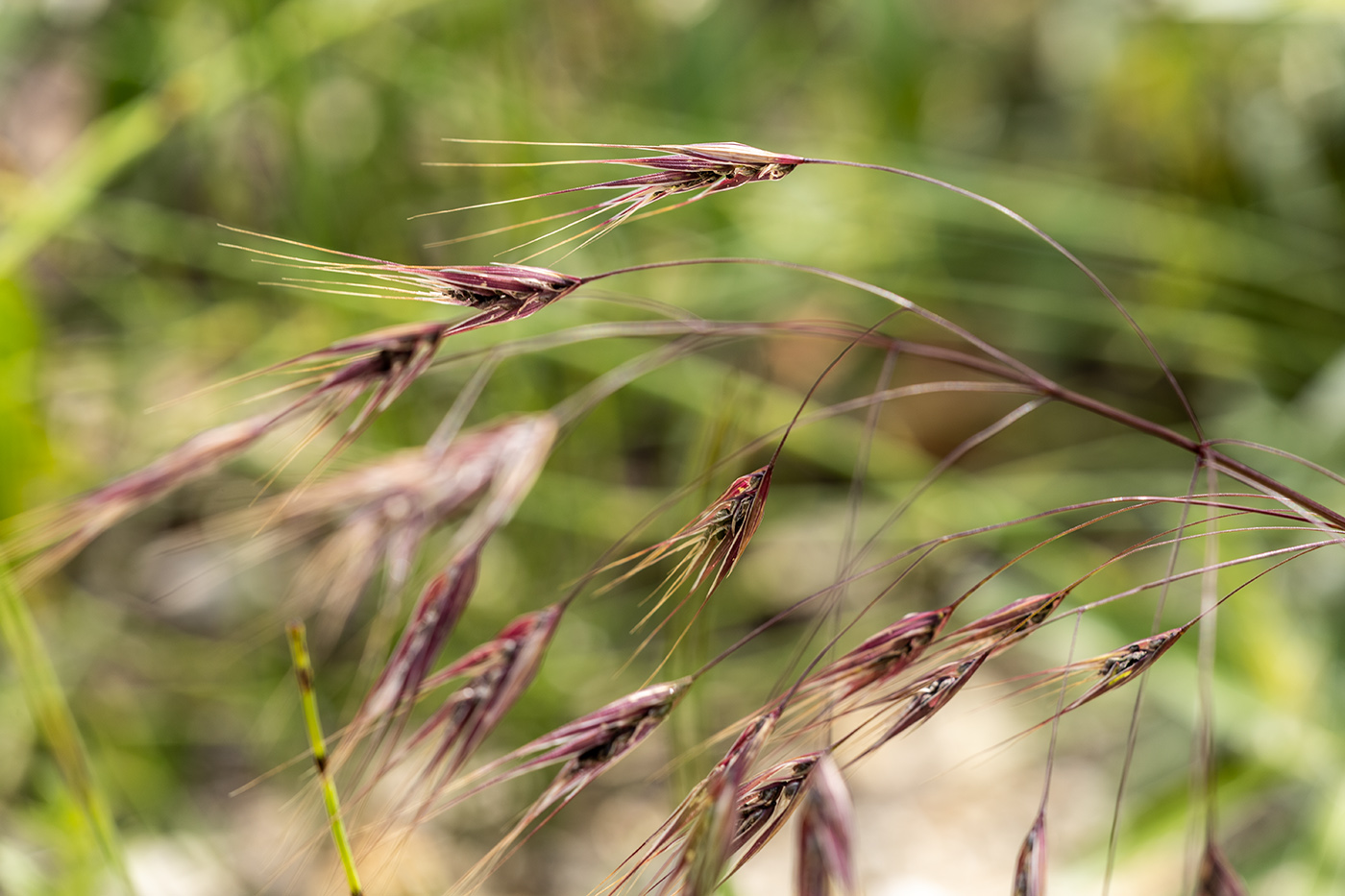 Image of familia Poaceae specimen.