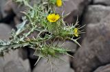 Scolymus maculatus