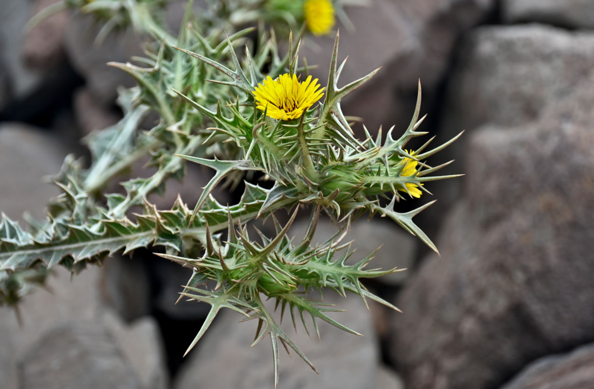 Image of Scolymus maculatus specimen.
