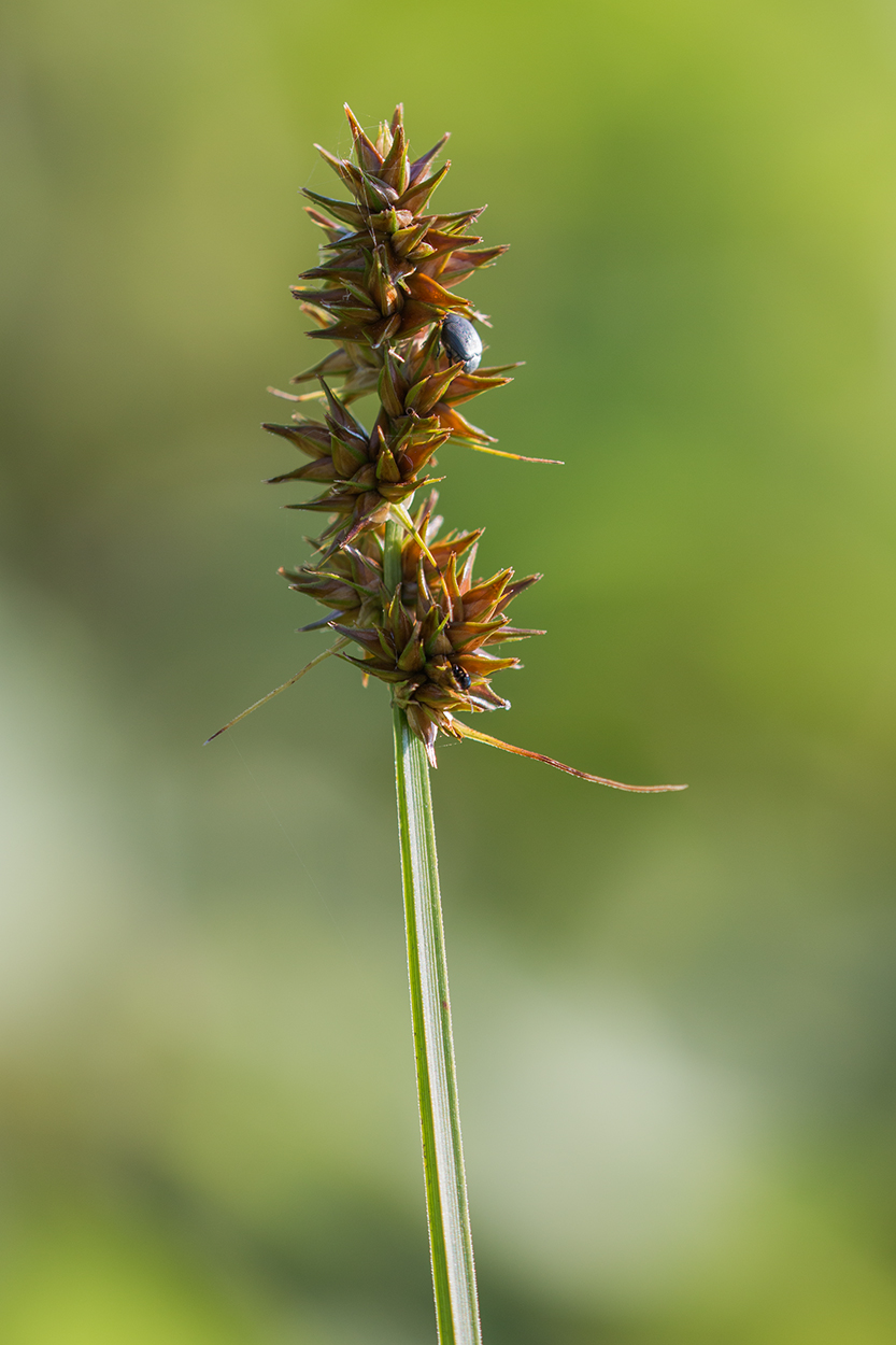 Изображение особи Carex vulpina.