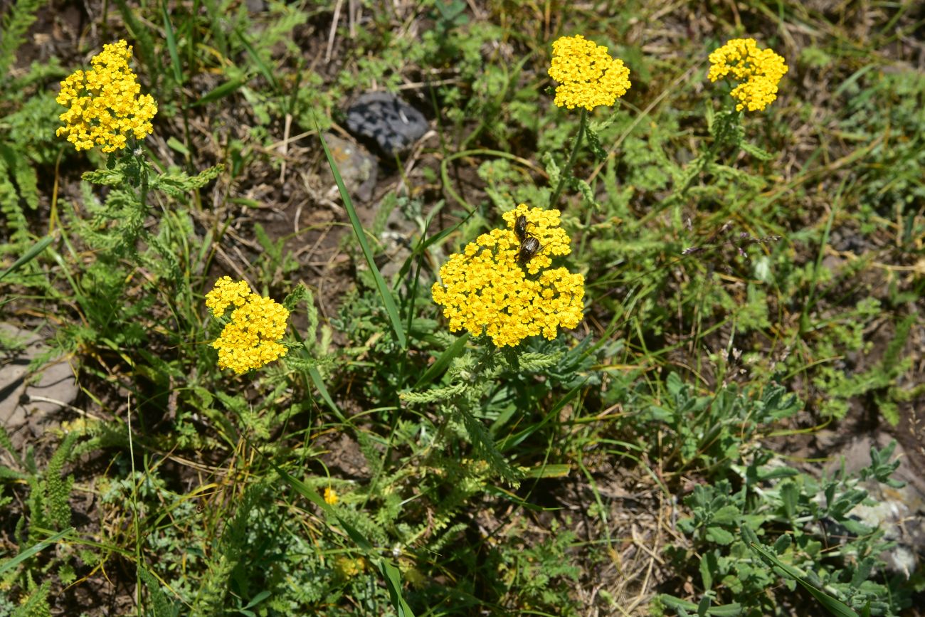 Изображение особи Achillea arabica.
