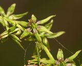 Veratrum anticleoides. Цветок. Хабаровский край, р-н имени Лазо, верховье р. Ко, выс. ≈ 1180 м н.у.м., долинный хвойный лес, на замоховелом камне. 01.08.2026.