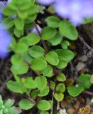 genus Veronica. Часть побега. Турция, ил Артвин, окр. монастыря Парехи, левый борт долины, край скальной тропы (справа обрыв, слева отвес). 12 июня 2026 г.