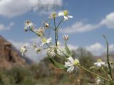 Clematis songorica