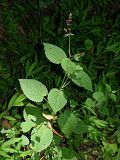Stachys sylvatica. Плодоносящее растение. Краснодарский край, муниципальное образование город-курорт Сочи, Адлерский р-н, Кудепстинский сельский округ, окр. пос. Дубравный, Кудепстинский дендропарк, широколиственный лес. 05.07.2024.