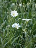 genus Cerastium. Побеги с цветками и бутонами. Республика Молдова, муниципалитет Кишинёв, на улице. 17 мая 2026 г.