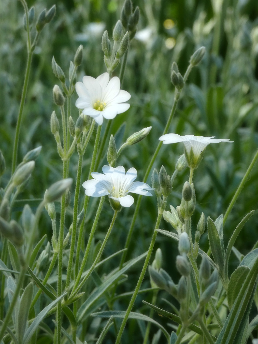 Image of genus Cerastium specimen.
