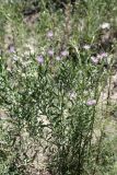 Acroptilon repens. Цветущее растение. Кыргызстан, Нарынская обл., Ак-Талинский р-н, 6 км к юго-западу от с. Кош-Дёбё, зап. отроги хр. Джамант-Тоо, выс. ~2400 м н.у.м., у ручья. 07.07.2026.