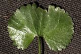 Ranunculus fallax
