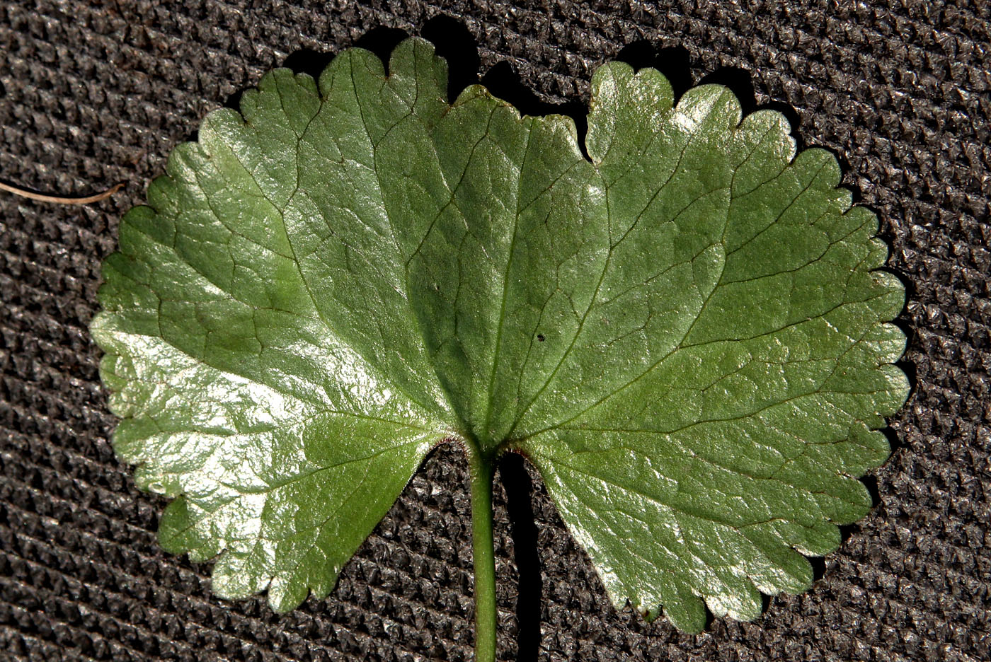 Image of Ranunculus fallax specimen.