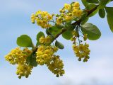 Berberis orientalis. Цветущая ветвь. Киев, ботанический сад им. акад. А.В.Фомина (Киевского университета). 18 мая 2011 г.