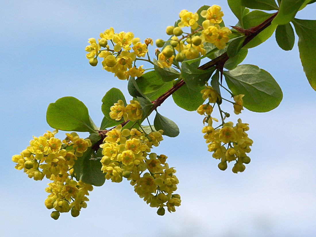 Image of Berberis orientalis specimen.