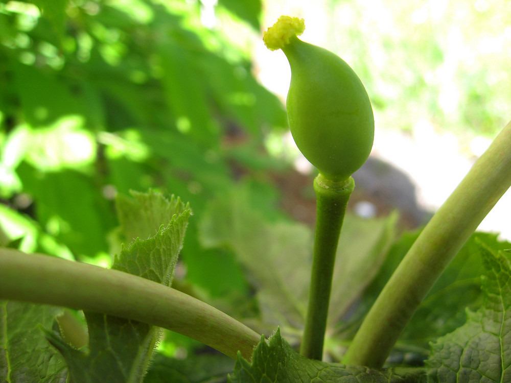 Image of Sinopodophyllum hexandrum specimen.