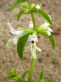 Stachys annua. Часть соцветия. Чувашия, г. Козловка, Куйбышевское водохранилище, песчаное прибрежье. 23.09.2009.