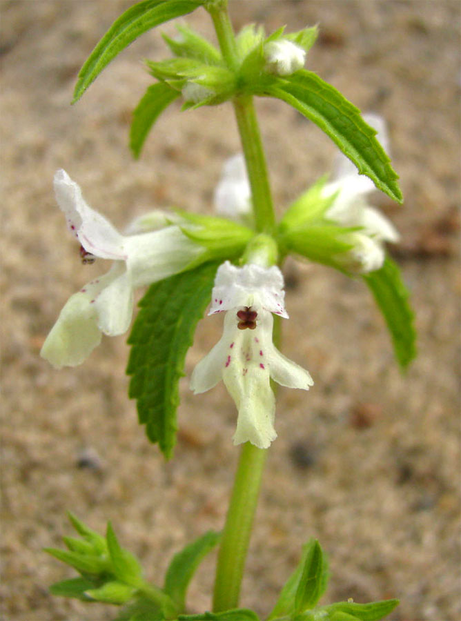 Изображение особи Stachys annua.