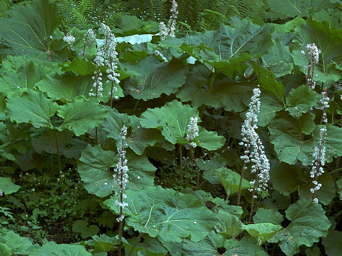 Image of Petasites hybridus specimen.