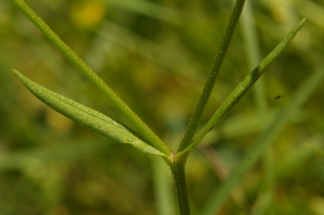 Изображение особи Valerianella dentata.