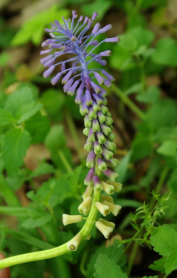 Изображение особи Leopoldia tenuiflora.