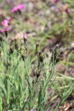 Dianthus versicolor