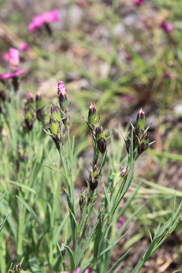 Изображение особи Dianthus versicolor.