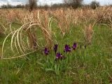 Imperata cylindrica. Отмершие прошлогодние побеги (цветущие растения на переднем плане - Iris pumila L.). Ставропольский край, \"влажные пески\" восточнее Иргаклы. 25.04.2007.