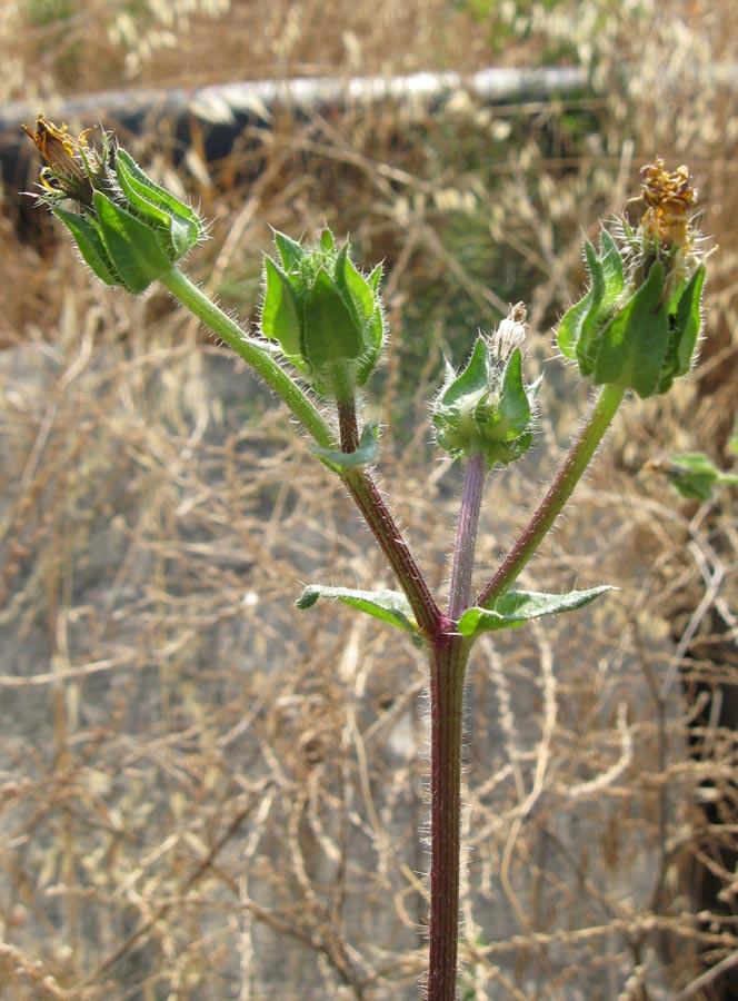 Изображение особи Helminthotheca echioides.