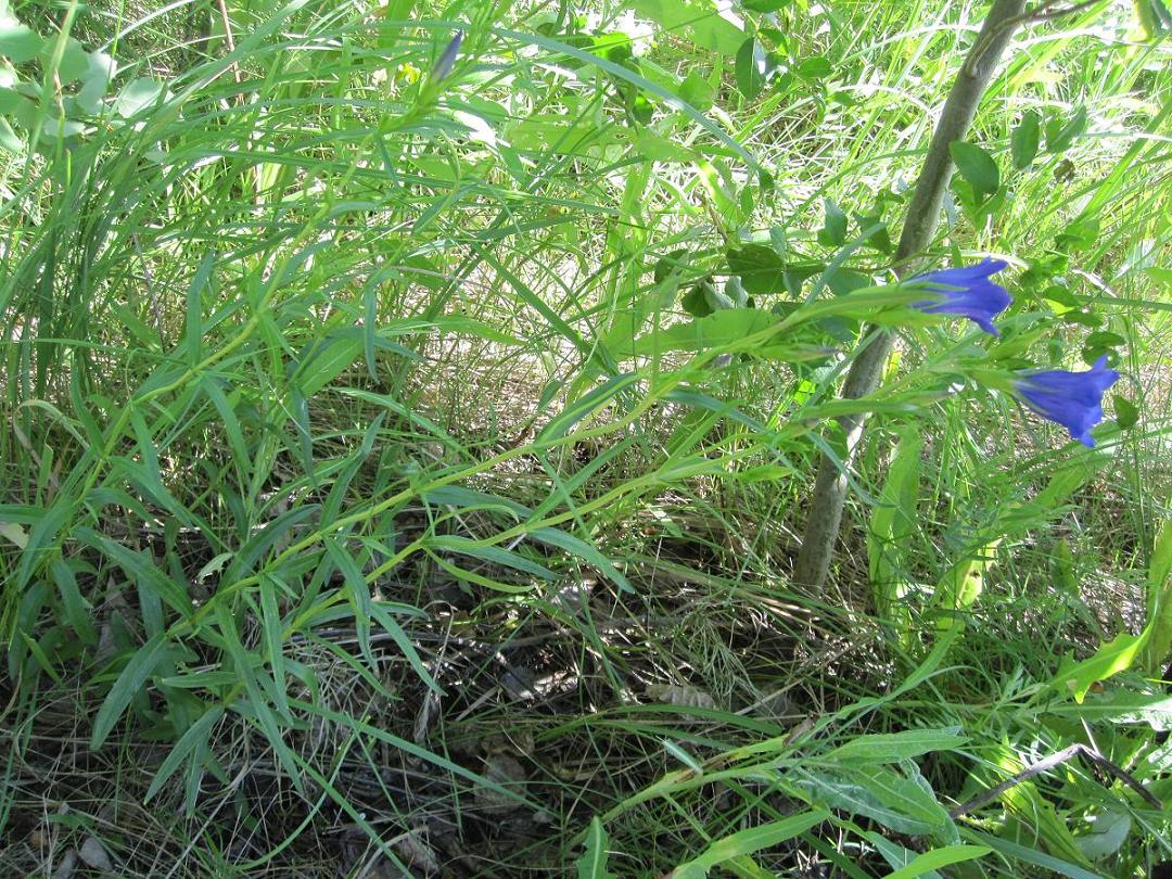 Изображение особи Gentiana pneumonanthe.