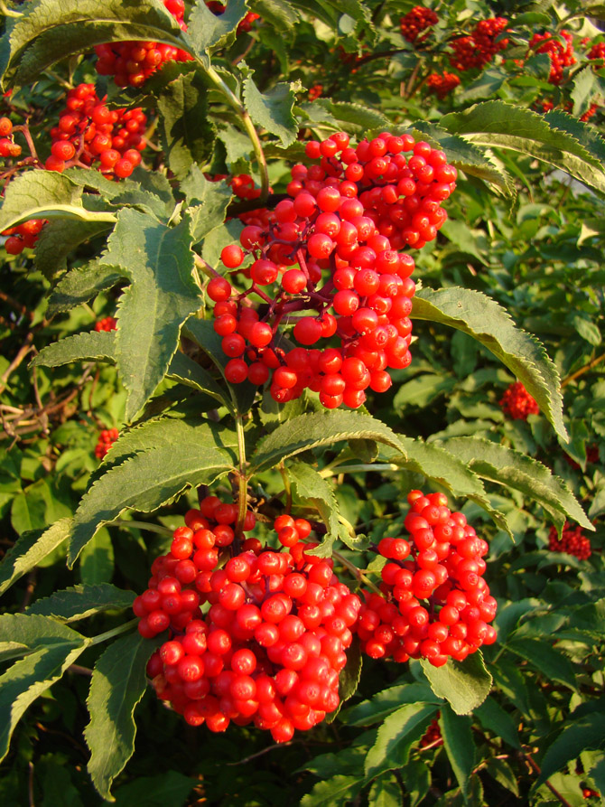 Image of Sambucus racemosa specimen.