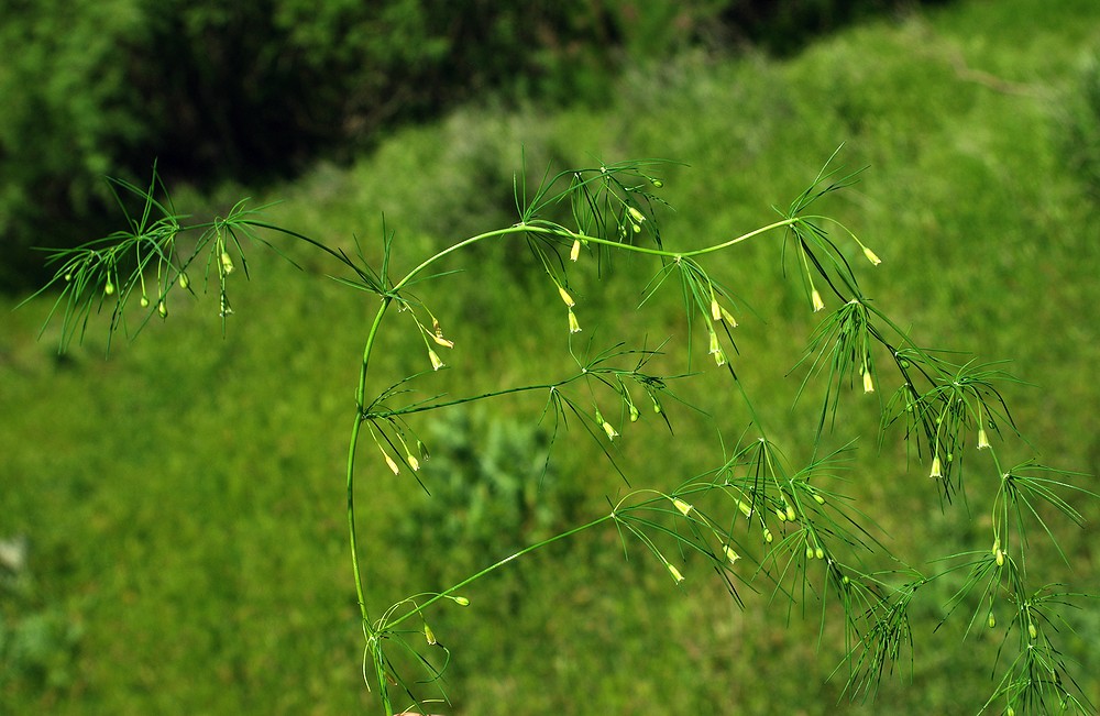 Изображение особи Asparagus neglectus.