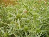 Eryngium campestre. Соцветия. Краснодарский край, Черноморское побережье Кавказа, г. Новороссийск, окрестности Суджукской лагуны. 27.06.2010.