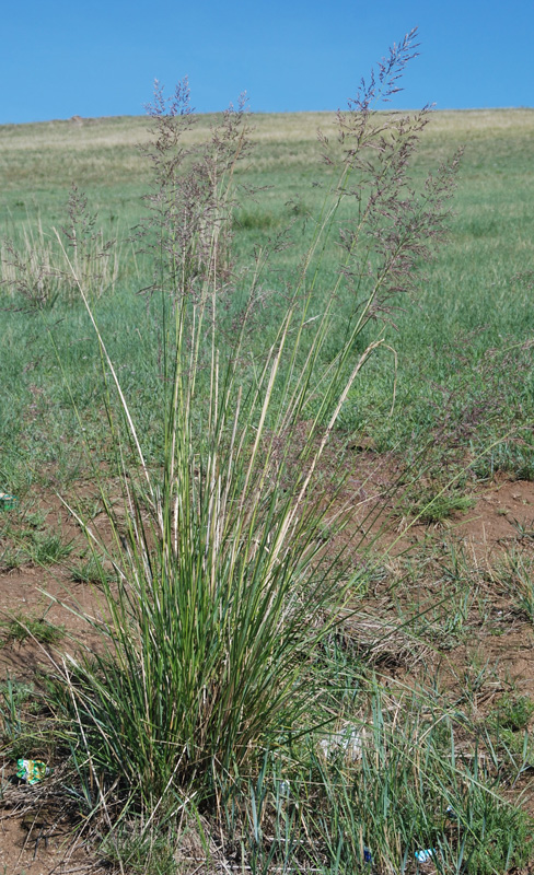 Изображение особи Neotrinia splendens.