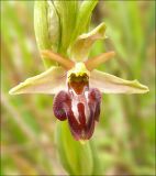 Ophrys mammosa ssp. caucasica