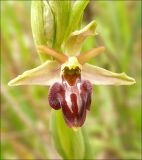 Ophrys mammosa подвид caucasica