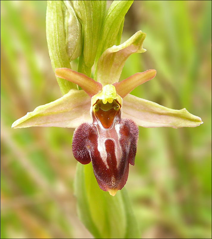 Image of Ophrys mammosa ssp. caucasica specimen.