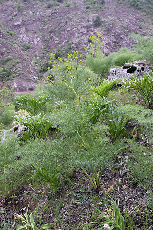 Image of genus Prangos specimen.