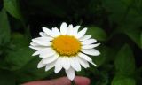 View full-size image Anthemis melanoloma