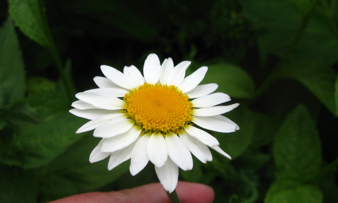 Изображение особи Anthemis melanoloma.