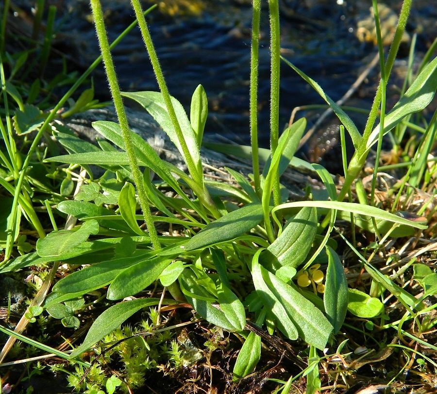 Image of Gastrolychnis uralensis specimen.