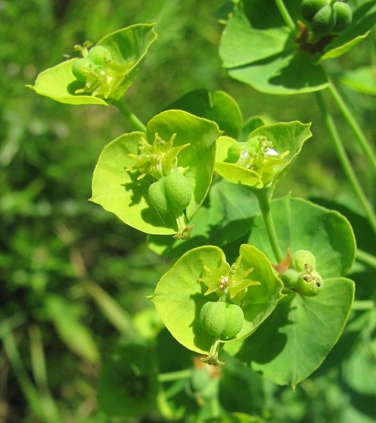 Изображение особи Euphorbia borodinii.