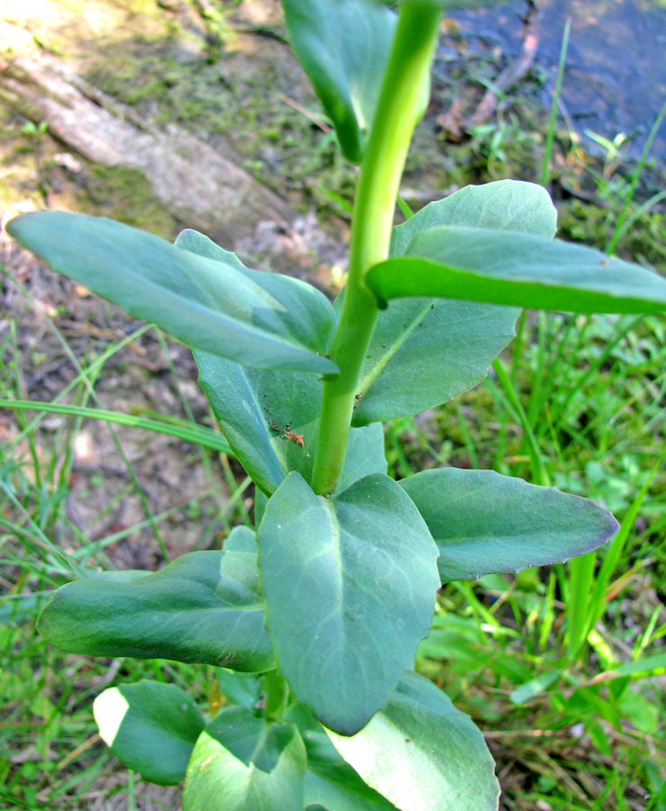 Изображение особи Hylotelephium triphyllum.