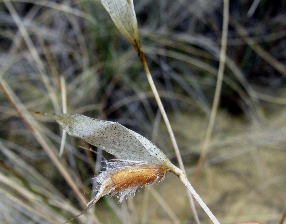 Image of Lygeum spartum specimen.