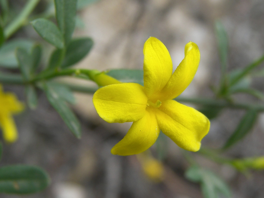 Image of Jasminum fruticans specimen.