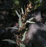 Image of specimen