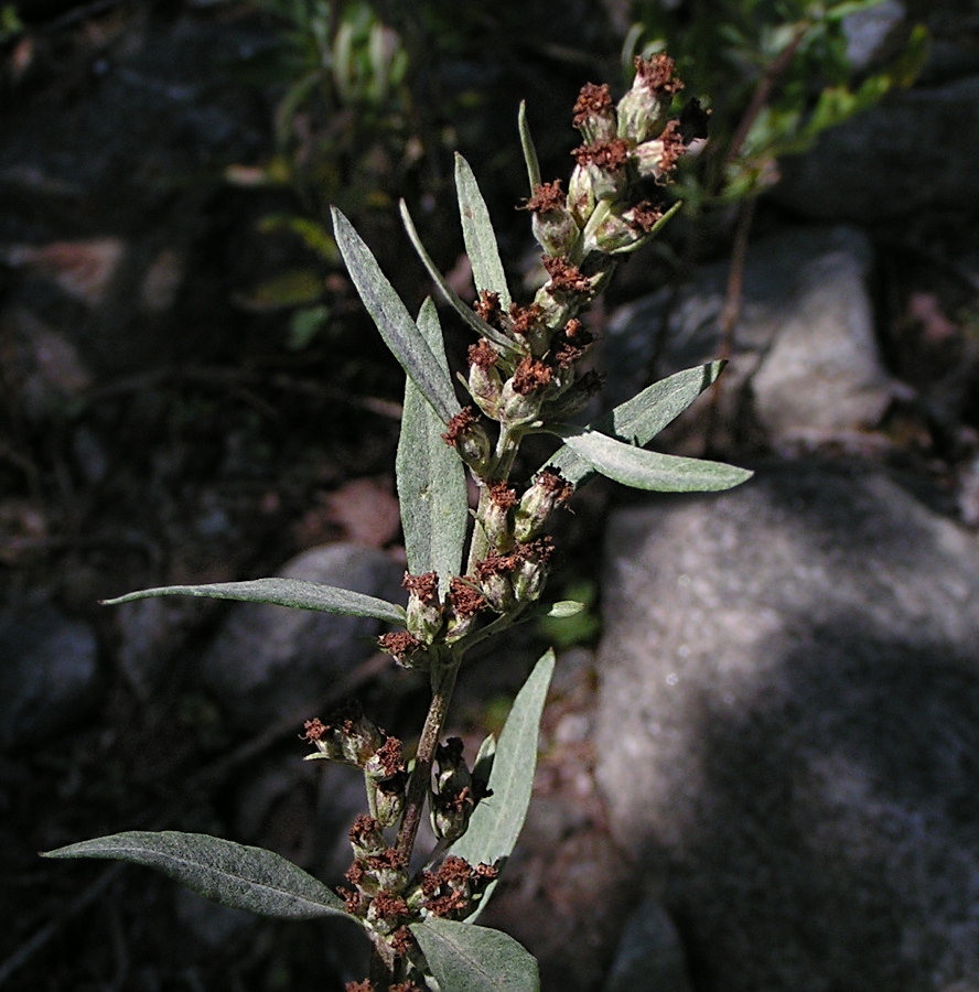 Image of Artemisia leucophylla specimen.